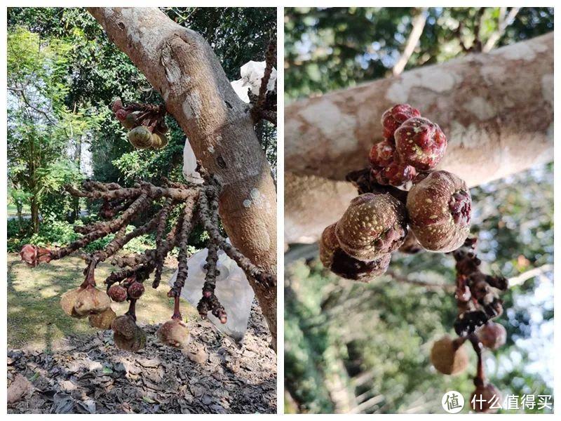 残酷神秘的植物江湖，中科院西双版纳热带植物园