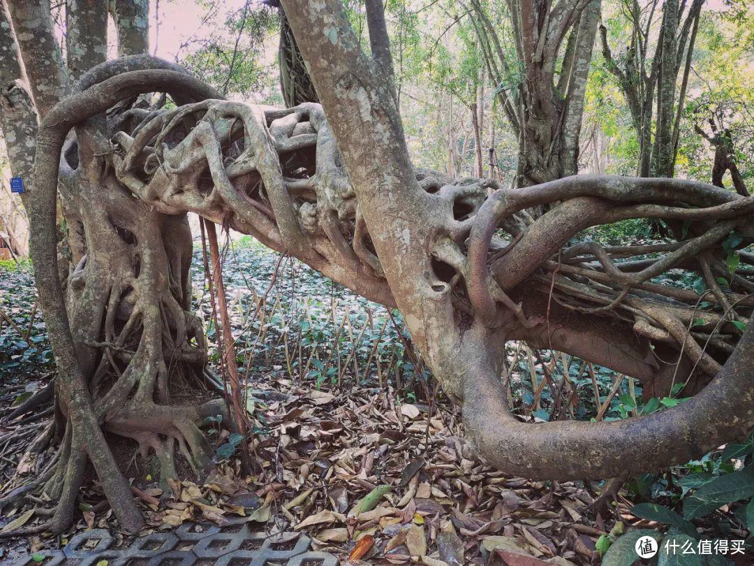 残酷神秘的植物江湖，中科院西双版纳热带植物园