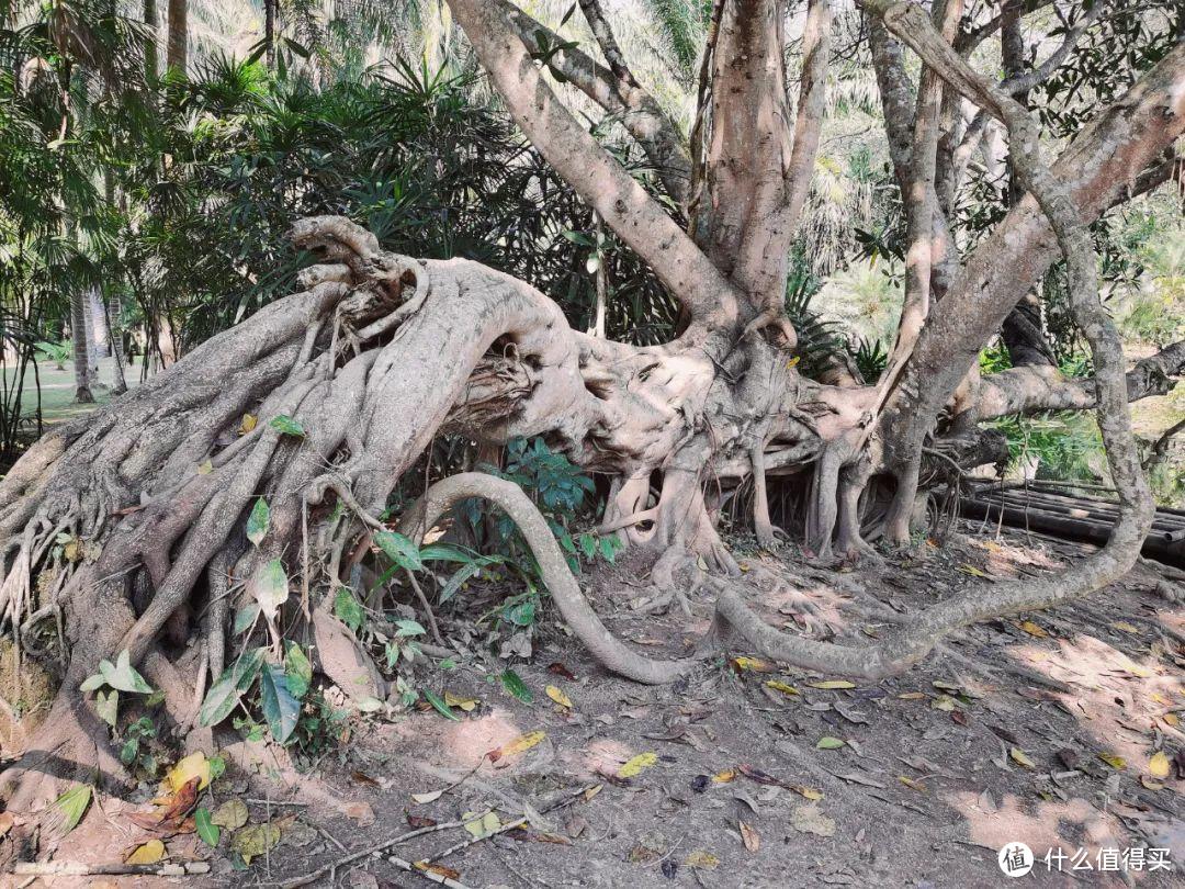 残酷神秘的植物江湖，中科院西双版纳热带植物园