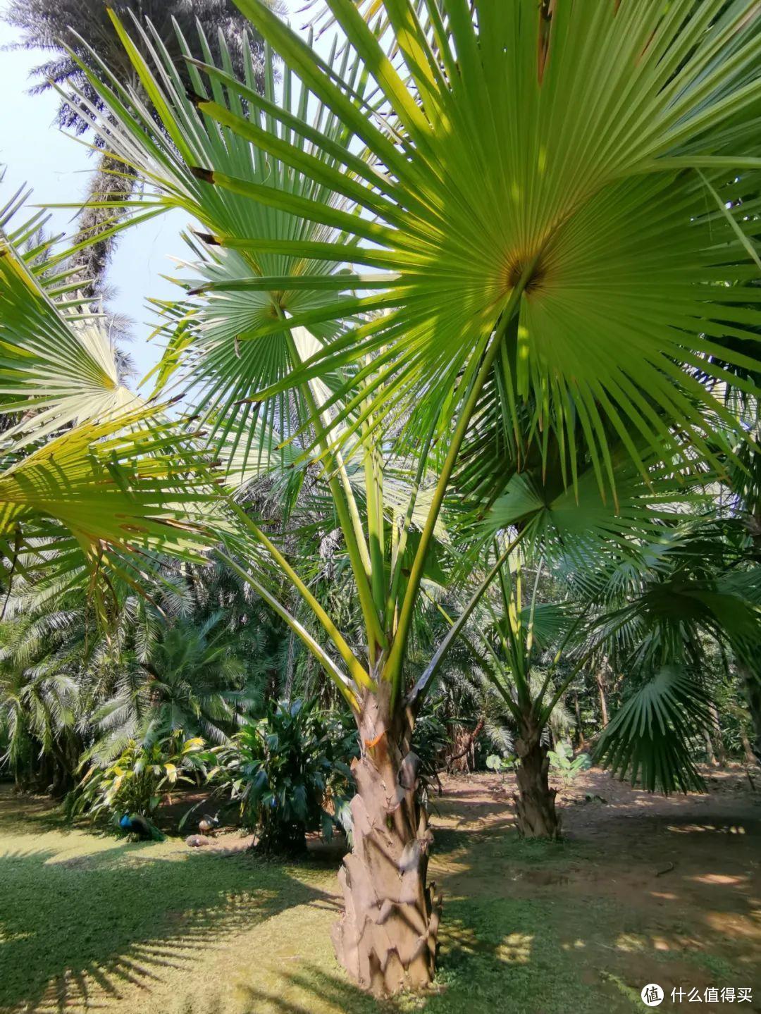 残酷神秘的植物江湖，中科院西双版纳热带植物园