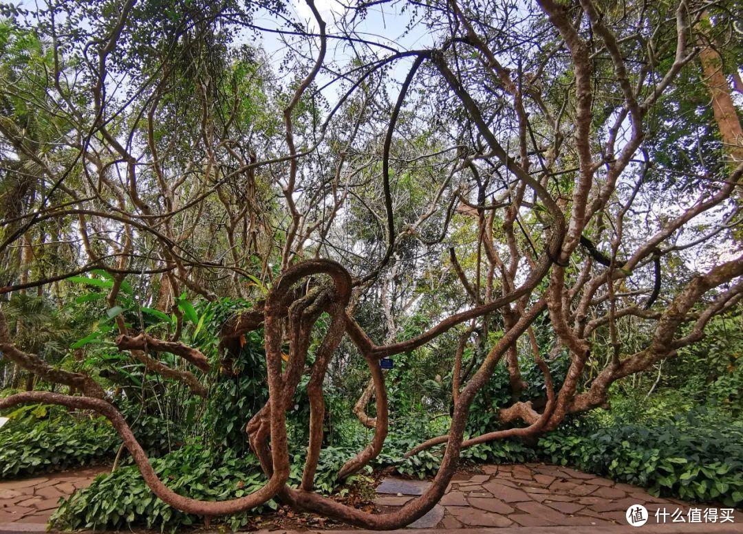 残酷神秘的植物江湖，中科院西双版纳热带植物园