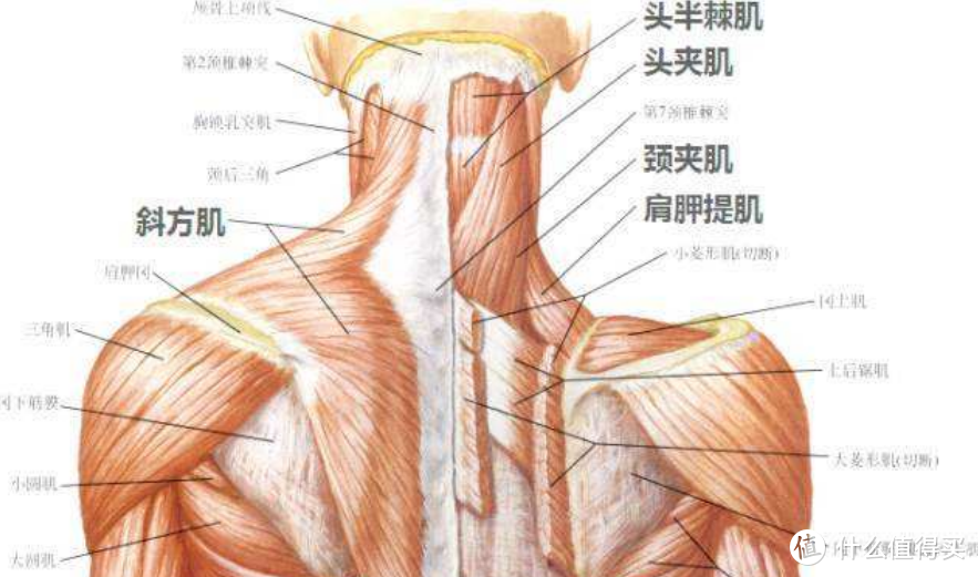 “揉”软斜方肌，体态UP！象术斜方肌按摩枕/颈椎按摩仪使用感受