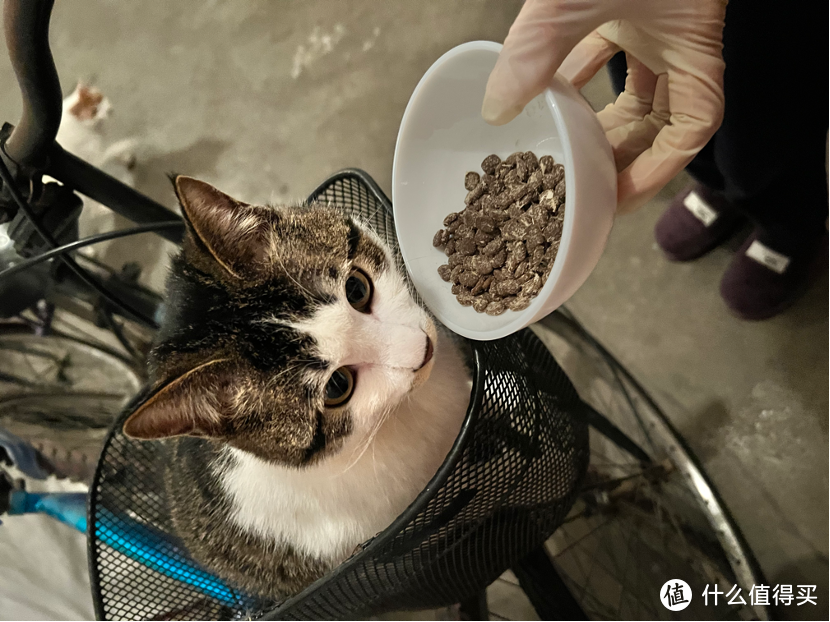 「新」试用 | 宠物新品牌体验之「FRESHCAT」鸡肉冻干肉松双拼粮