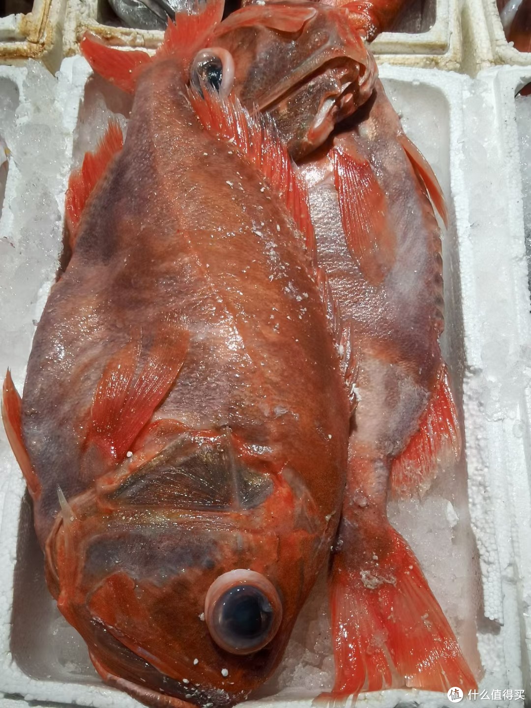 橘棘鲷，来自海洋的长寿鱼