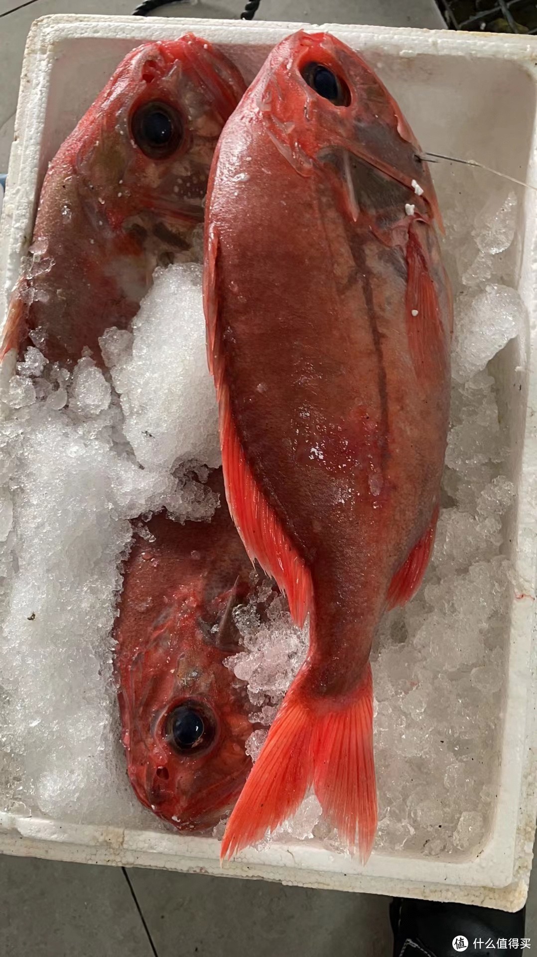 橘棘鲷，来自海洋的长寿鱼