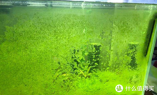 鱼缸里的绿藻
