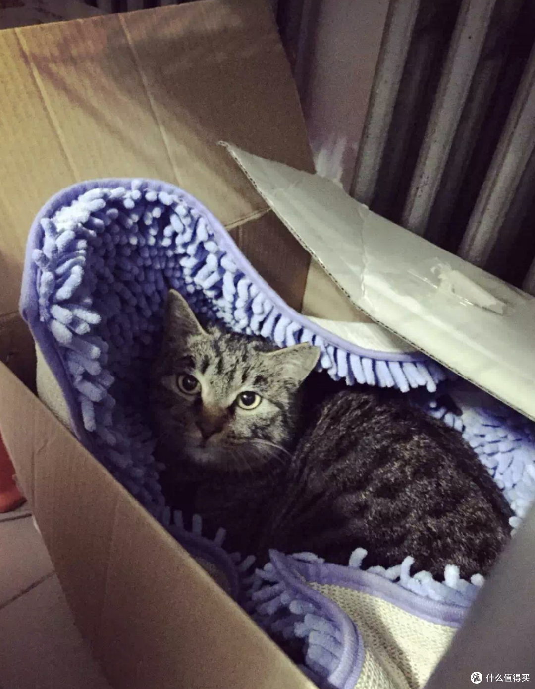 这是免费就能看的智能猫砂盆测评吗 是的 大量干货 宠物用品 什么值得买 这是免费就能看的智能猫砂盆测评吗 是的 大量干货 宠物用品 什么值得买