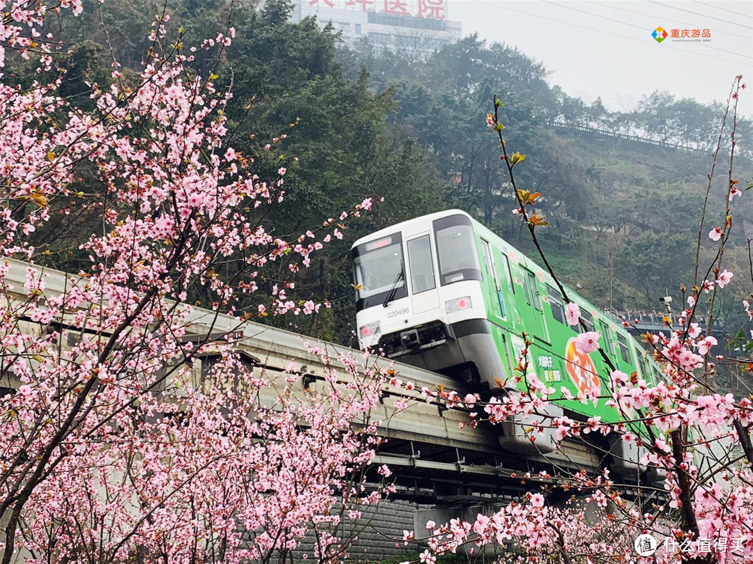 重庆踏春赏花攻略：不要门票的生态岛，300亩油菜花已经开了！