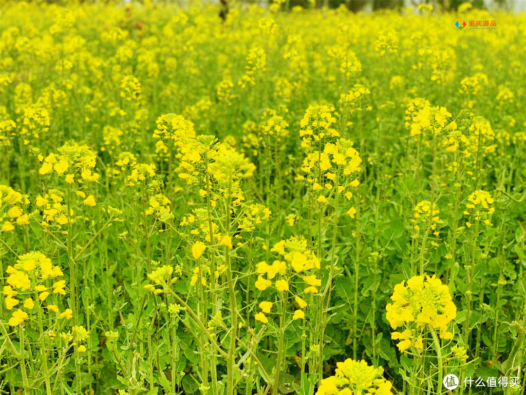 重庆踏春赏花攻略：不要门票的生态岛，300亩油菜花已经开了！