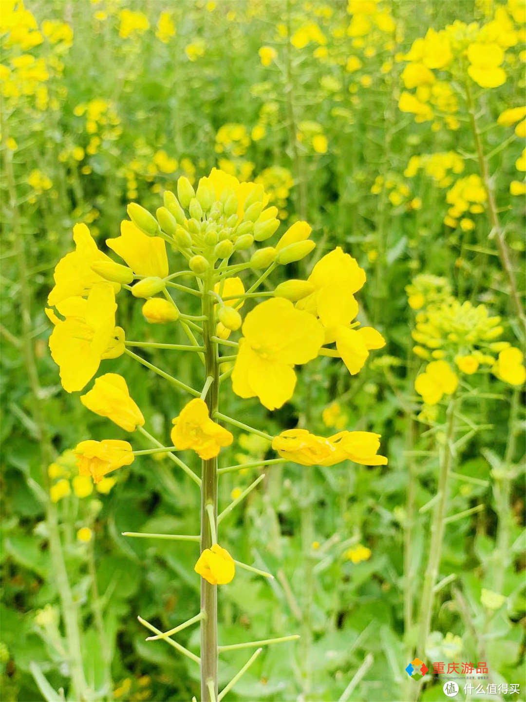 给油菜花照片起名字图片