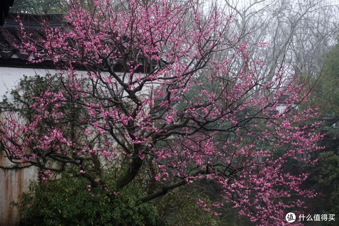 绕着西湖走一圈，这四个赏梅地值得去