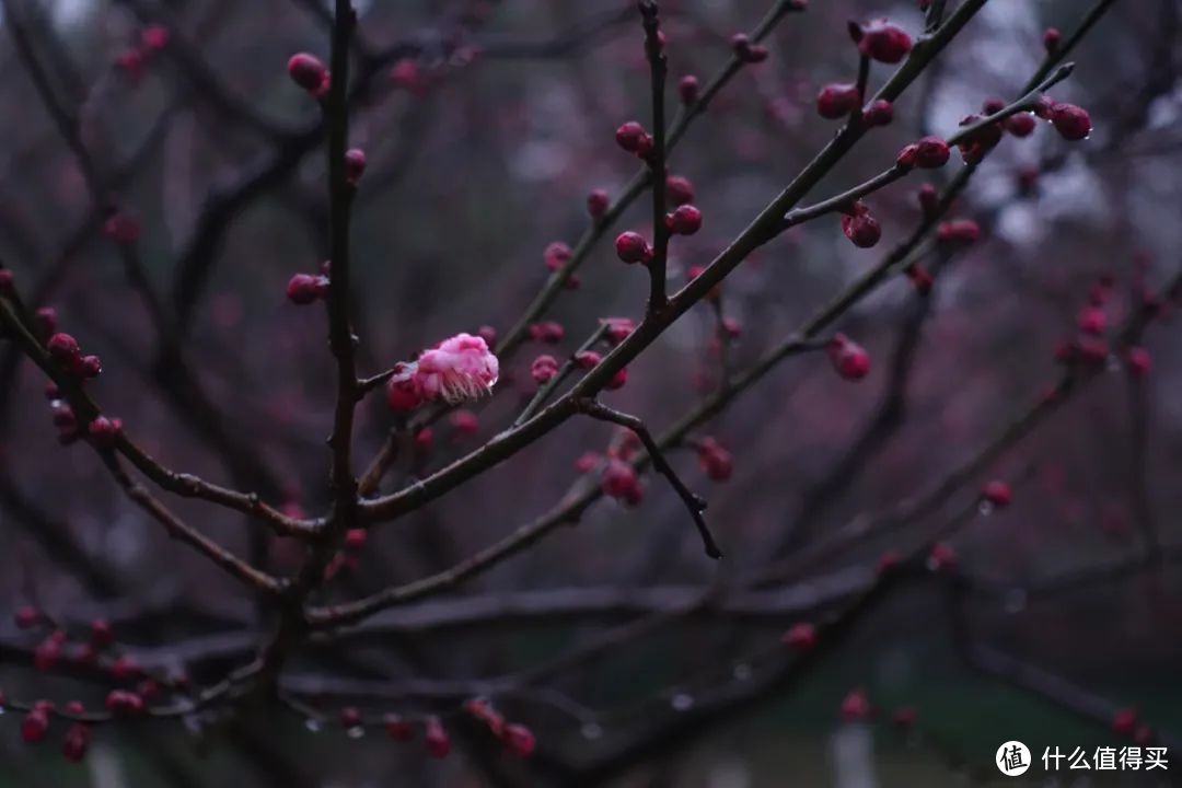 绕着西湖走一圈，这四个赏梅地值得去