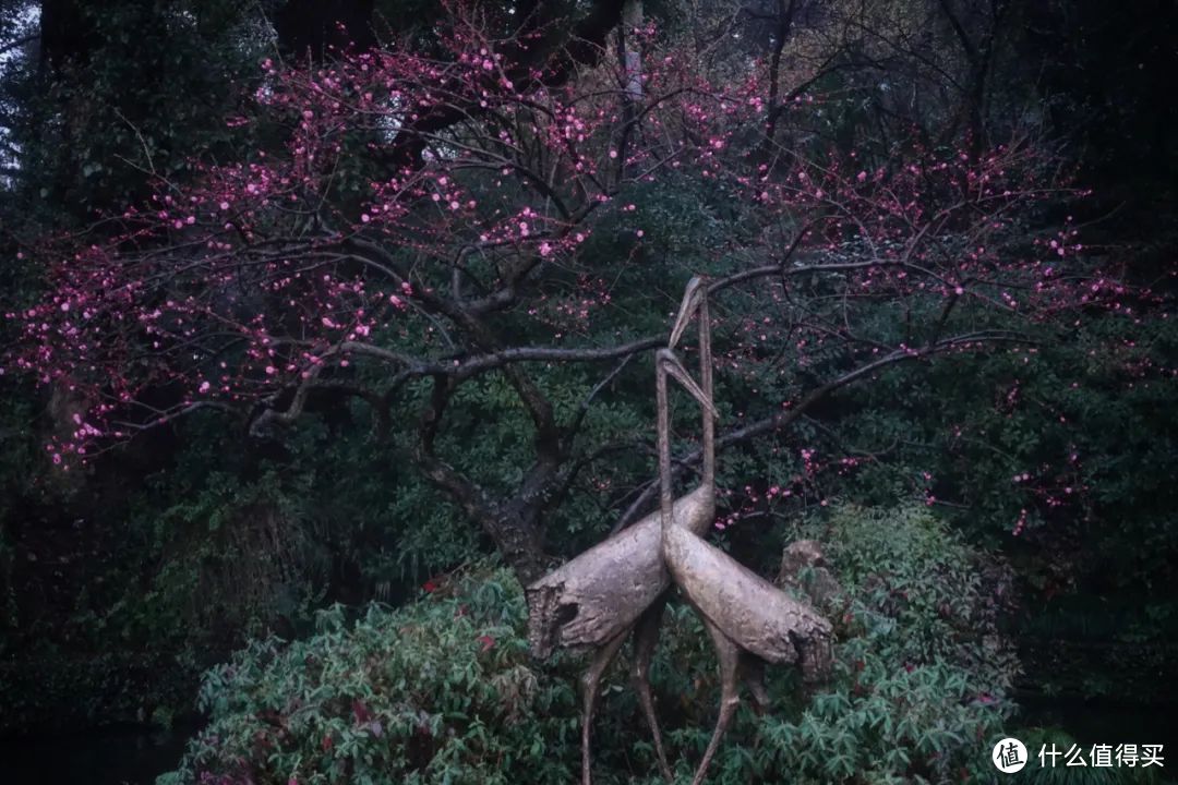 绕着西湖走一圈，这四个赏梅地值得去