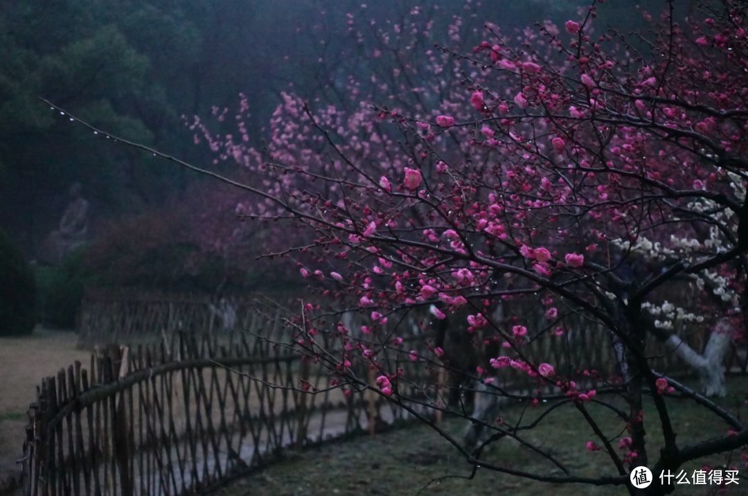 绕着西湖走一圈，这四个赏梅地值得去