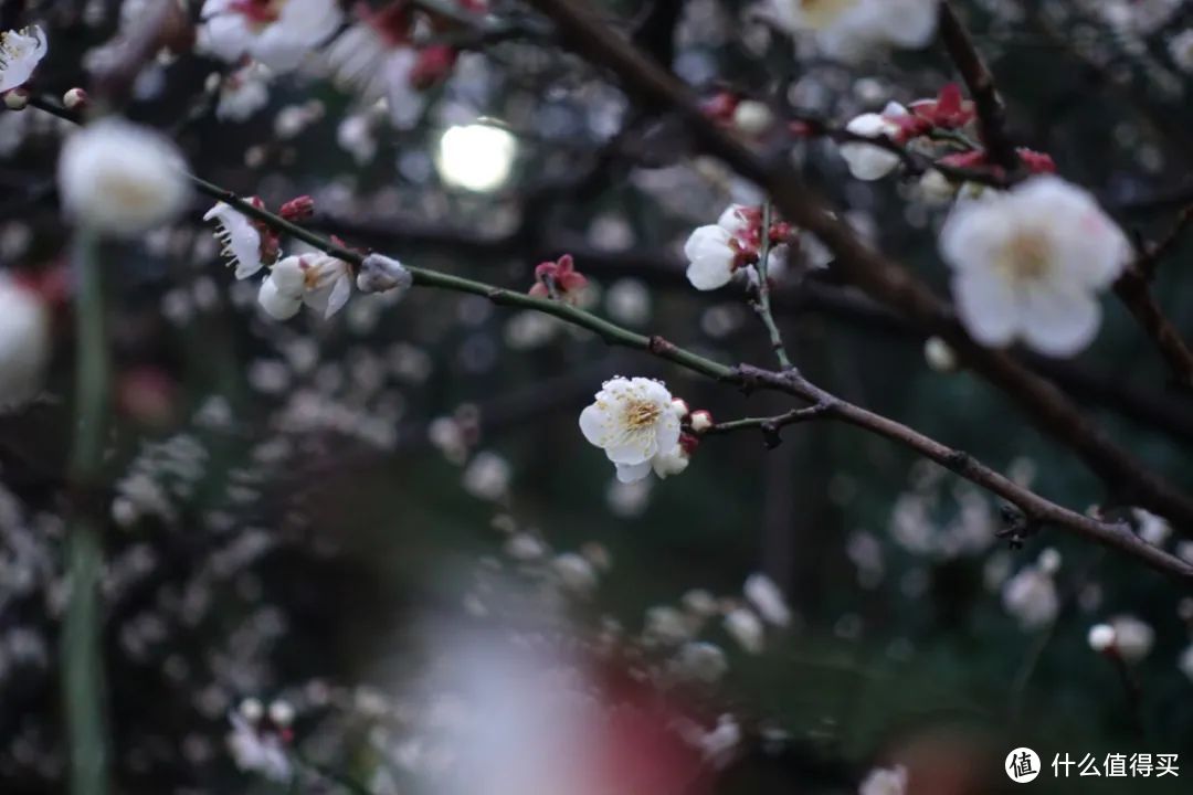 绕着西湖走一圈，这四个赏梅地值得去