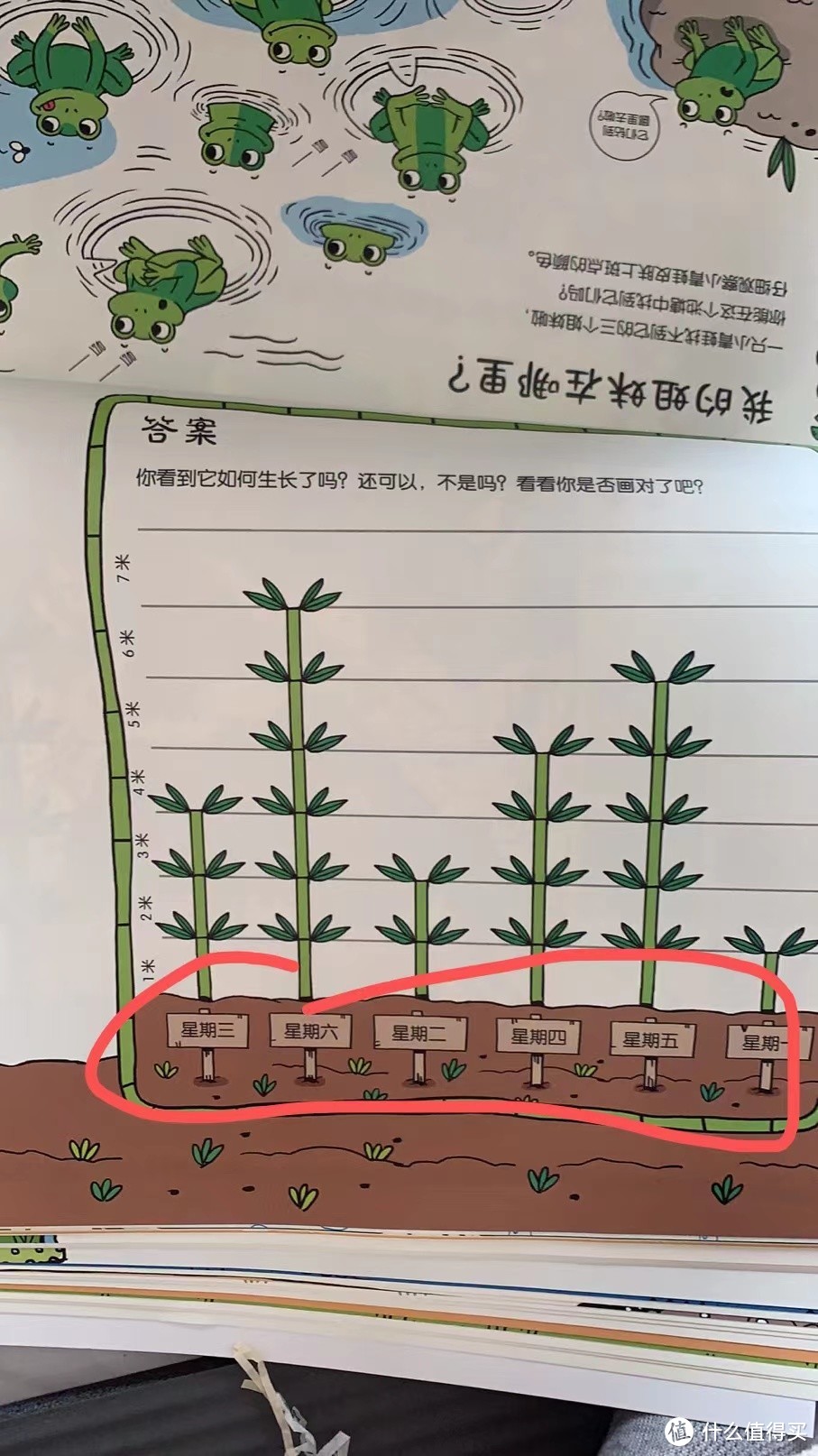石竹的生长过程图片图片