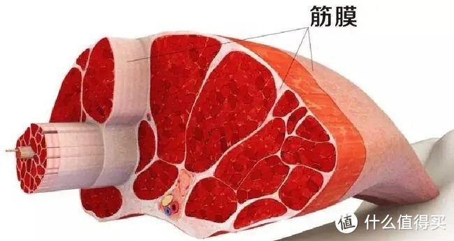 哪里都按得到的天花板筋膜枪THERAGUN PRO，除了放松肌肉他还能带给我们什么？