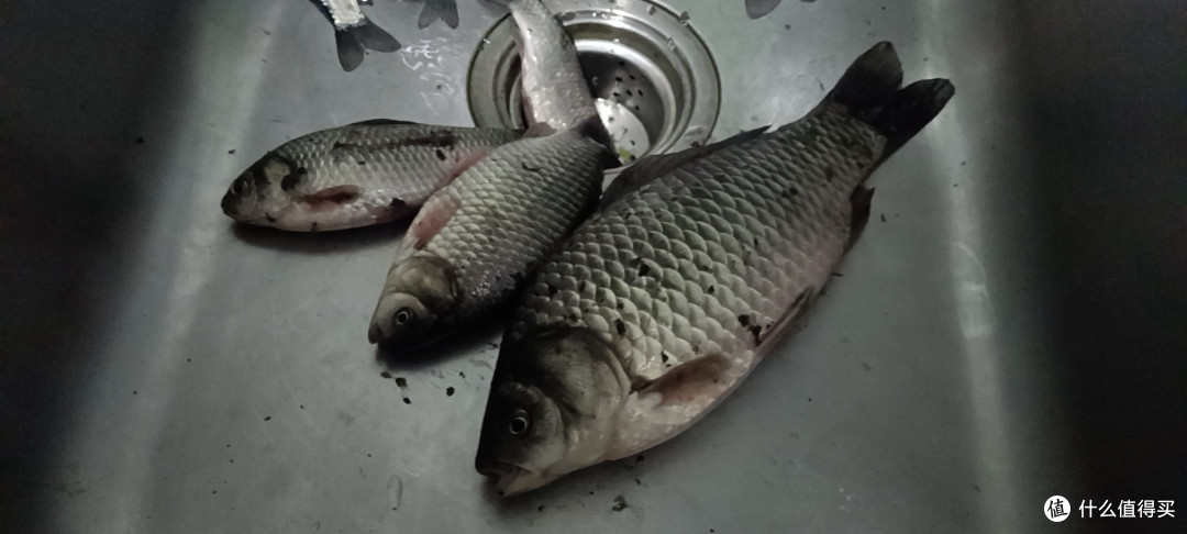 钓鱼篇一东北小城春季河边守大板鲫