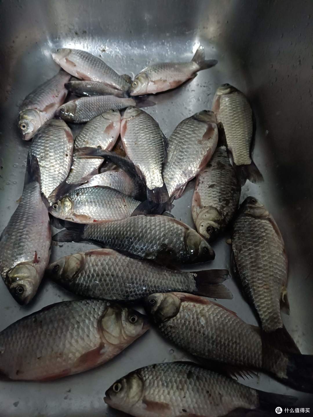 钓鱼篇一东北小城春季河边守大板鲫