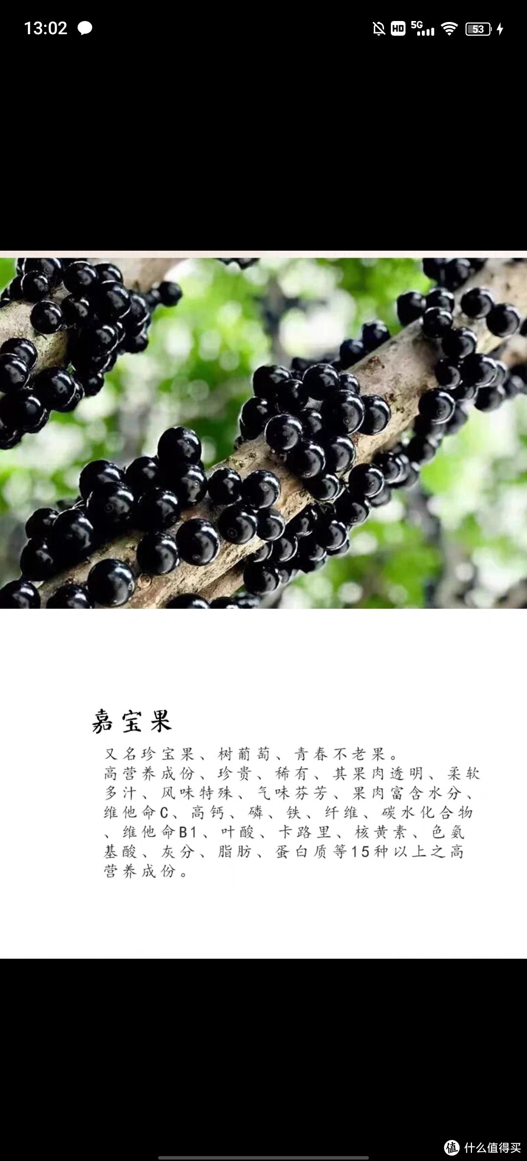 这是葡萄，不！这是树葡萄，青春不老果/大果现摘嘉宝果新鲜水果树鲜果孕妇稀罕见水果台湾特产巴西