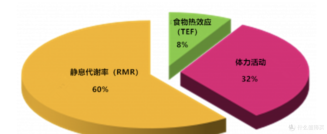 上图为活跃人群中能量消耗组成.