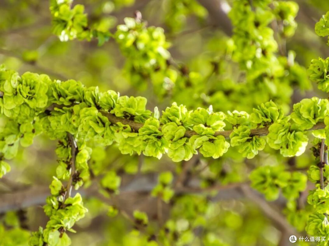 春三月无论贫富都要吃这4种树上美味趁早尝鲜错过等明年