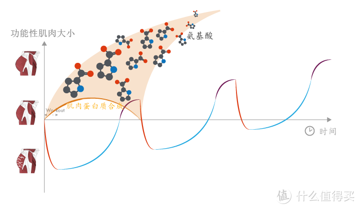 想要翘臀，一周需要练几次，怎么练？