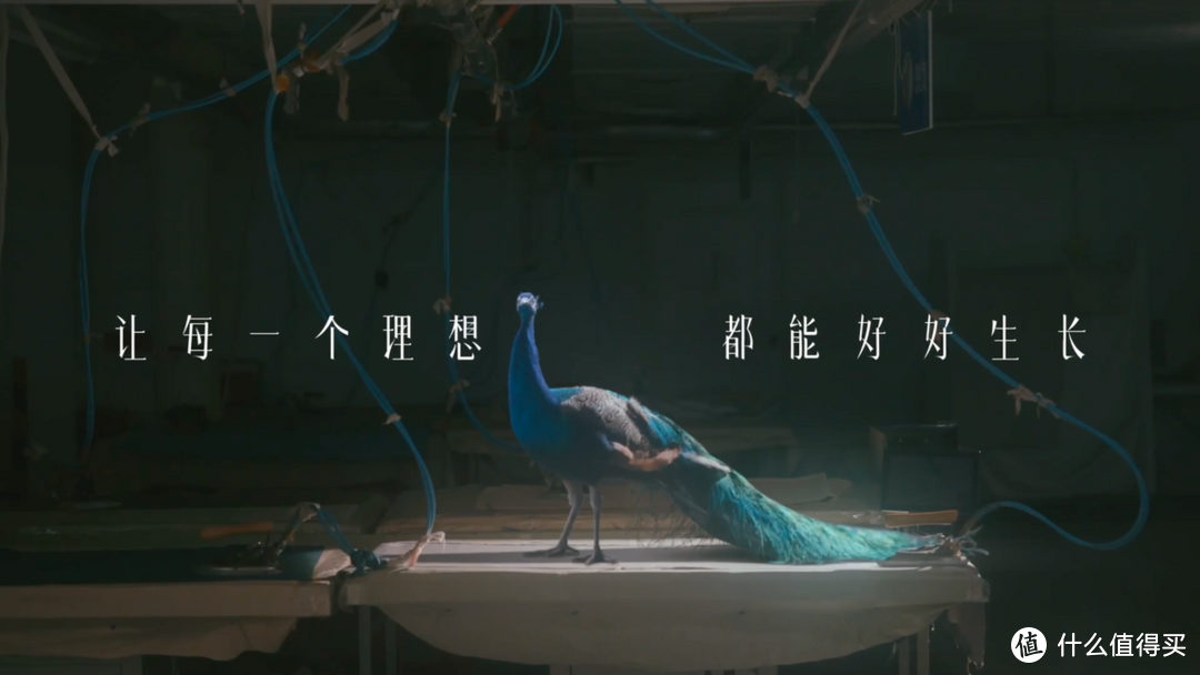 天猫携手贾樟柯推出女性故事短片《孔雀，孔雀》，让理想照进生活