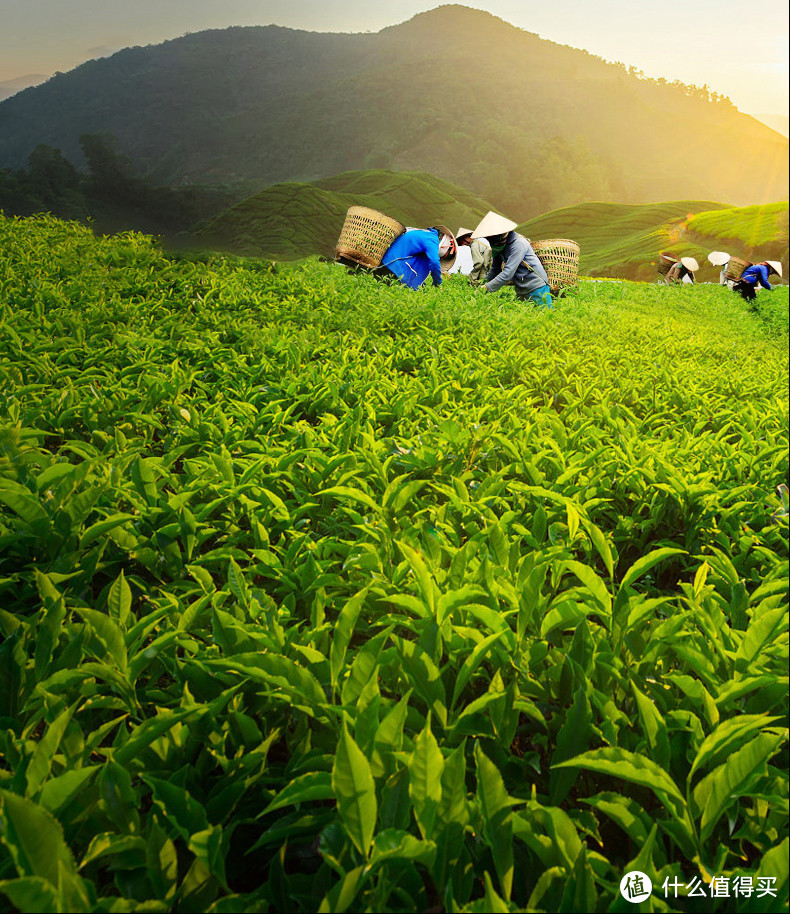 什么样的茶才能叫“鸭屎香”？