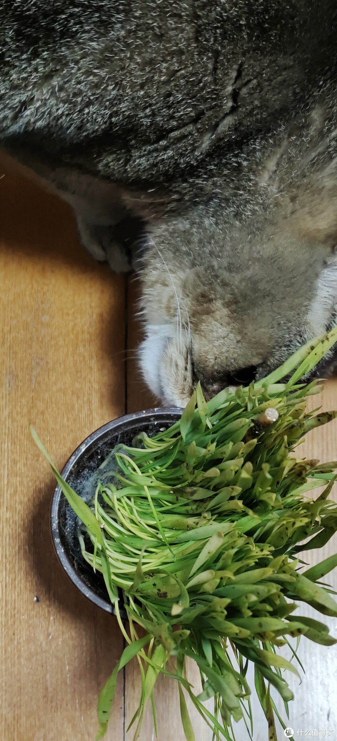 猫草是什么草？妈耶，我买错了/哭/天然猫草已种好盆栽发芽已长好猫咪去毛球猫零食种子猫薄荷草叶零食