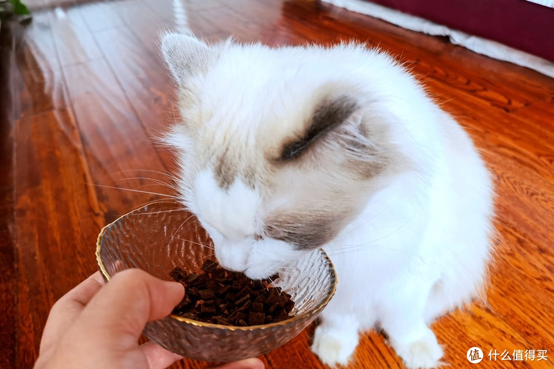 “猫”以食为天，来自WOMO全价风干猫粮的呵护