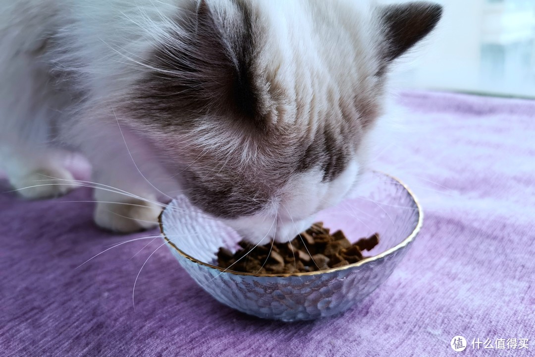 “猫”以食为天，来自WOMO全价风干猫粮的呵护