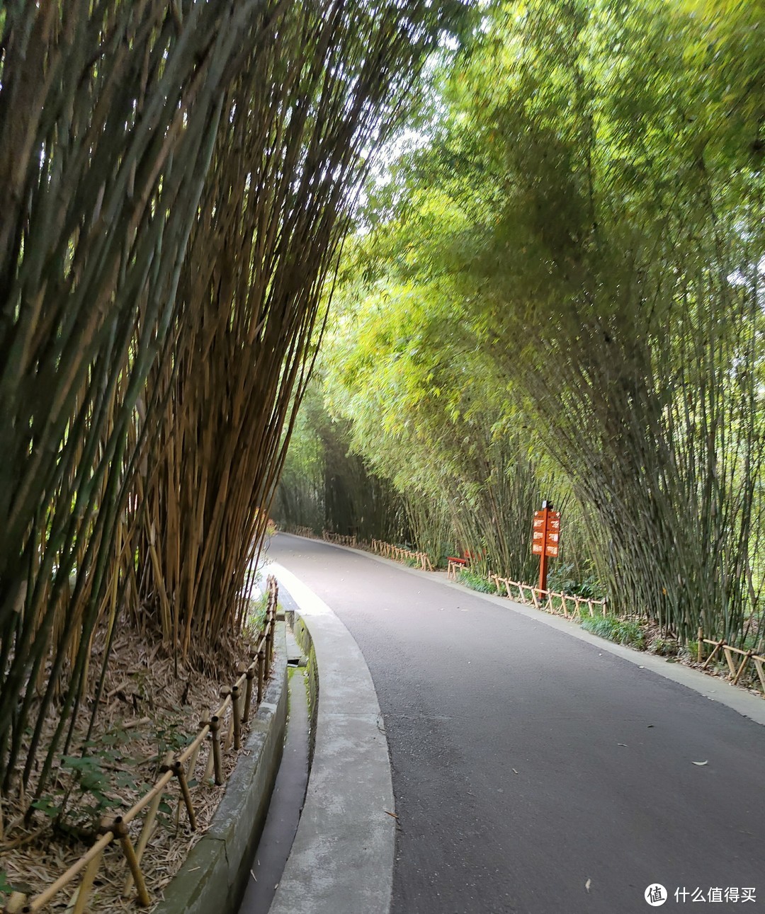 进入熊猫基地之后 路两侧都是竹林