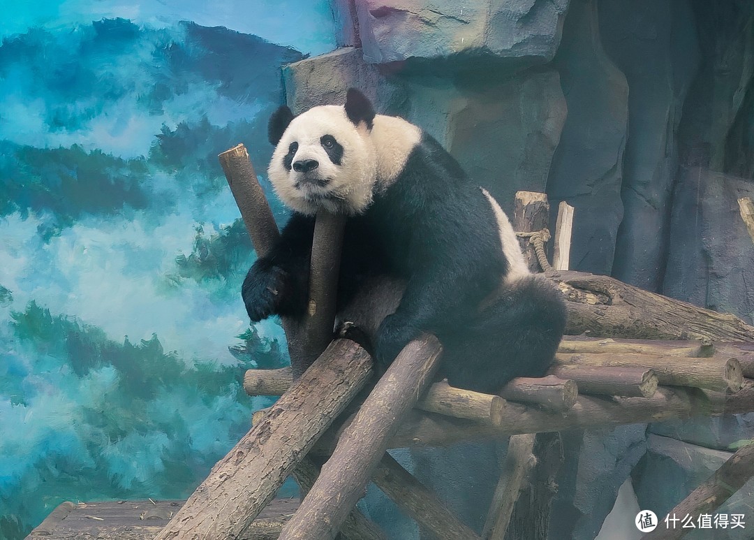 懒散的大熊猫