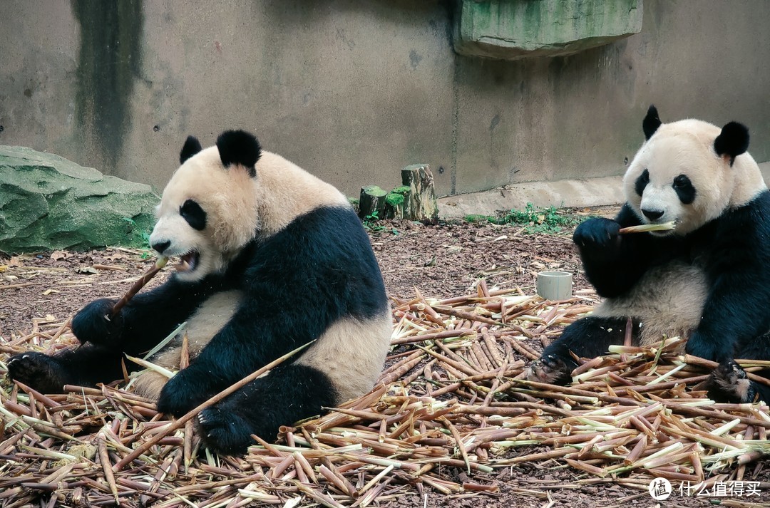 熊猫恰饭图 1