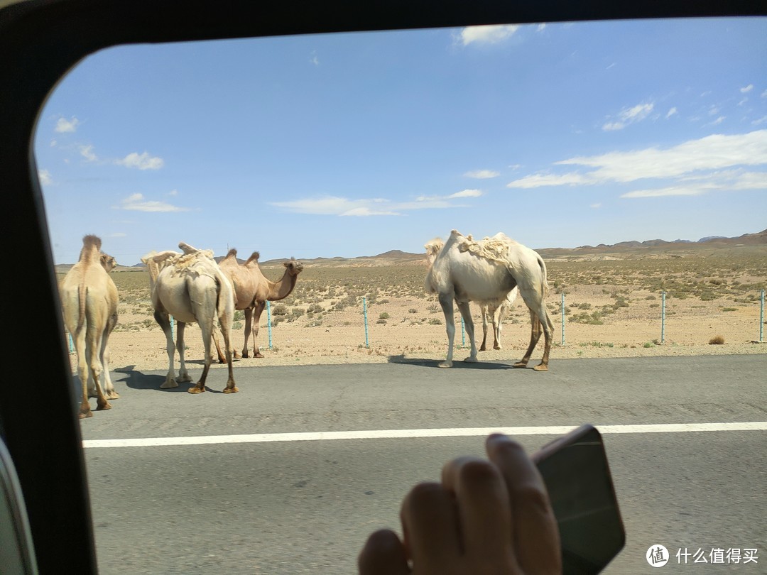 高速公路上闲逛的骆驼