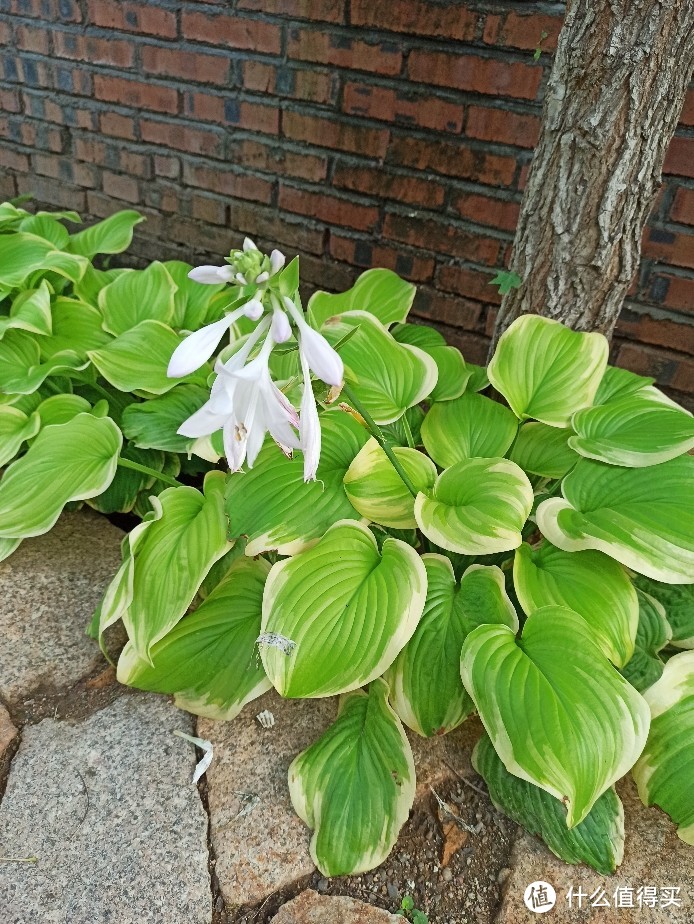 北方懒人花园 （1） 宿根花卉的选择