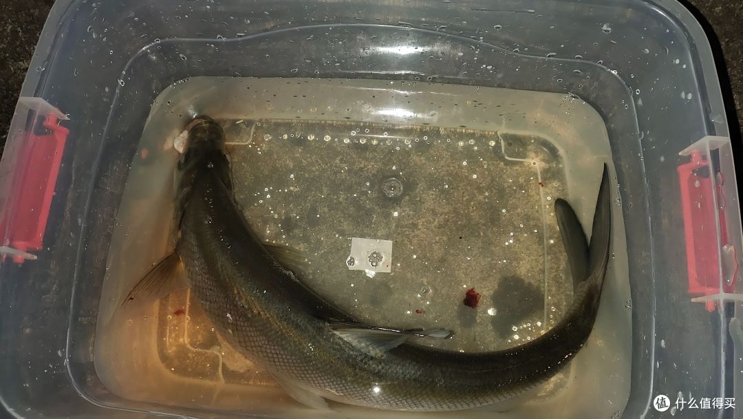 300+元的路亚套装能买吗？亲身经验说说这套斯达新手套装