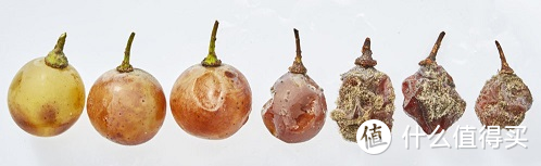贵腐葡萄水分大量散失，产量只有普通干白的三分之一左右