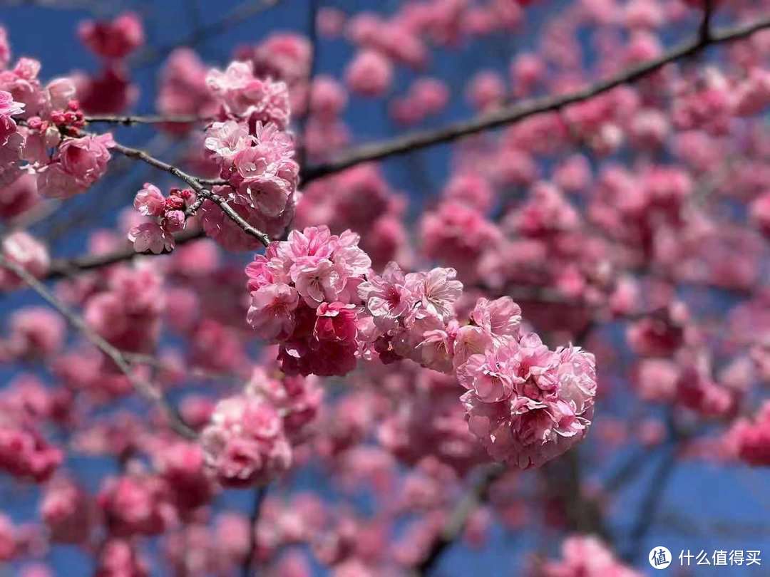 樱花烂漫可惜无人赏