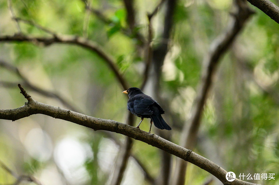 尼康Z 400mm f/2.8 TC VR S体验：尼康反击的开始