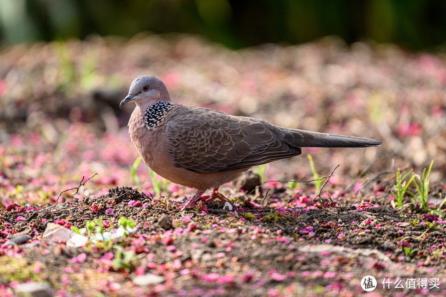 尼康Z 400mm f/2.8 TC VR S体验：尼康反击的开始