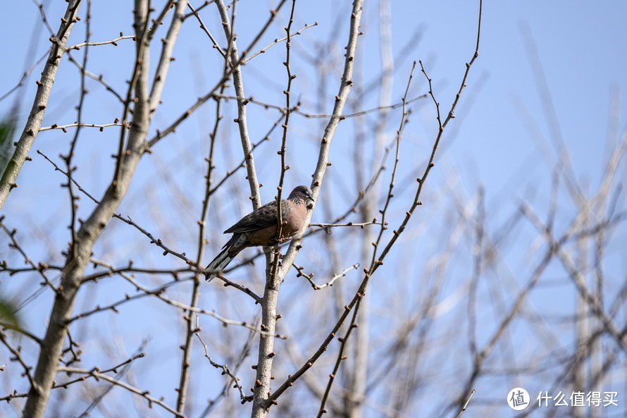 尼康Z 400mm f/2.8 TC VR S体验：尼康反击的开始