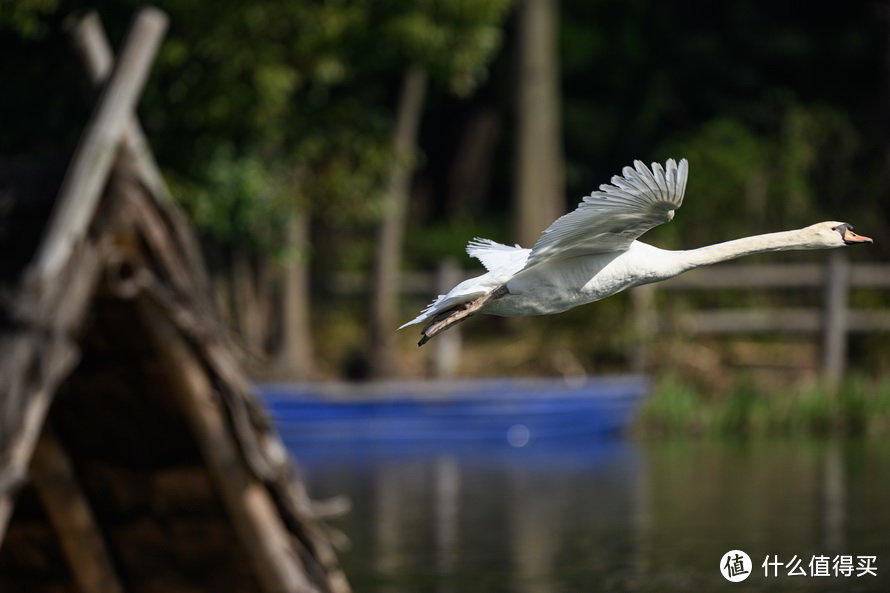 尼康Z 400mm f/2.8 TC VR S体验：尼康反击的开始