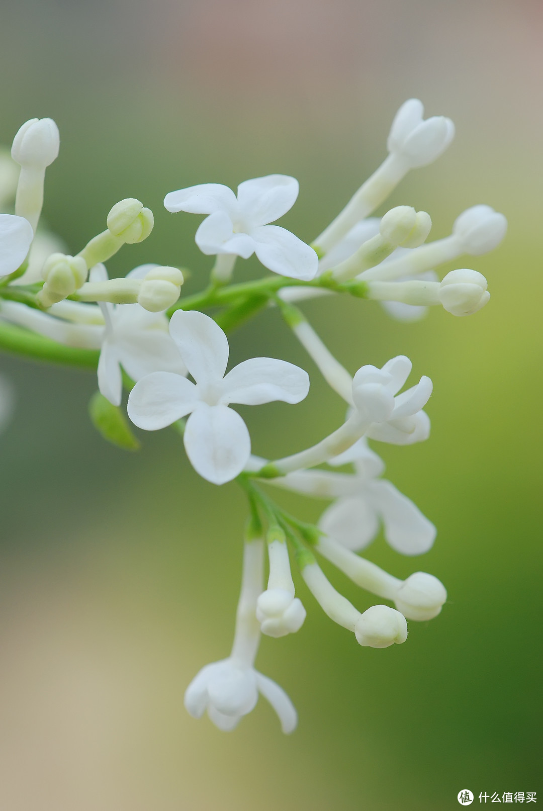 白色丁香花图片大图图片