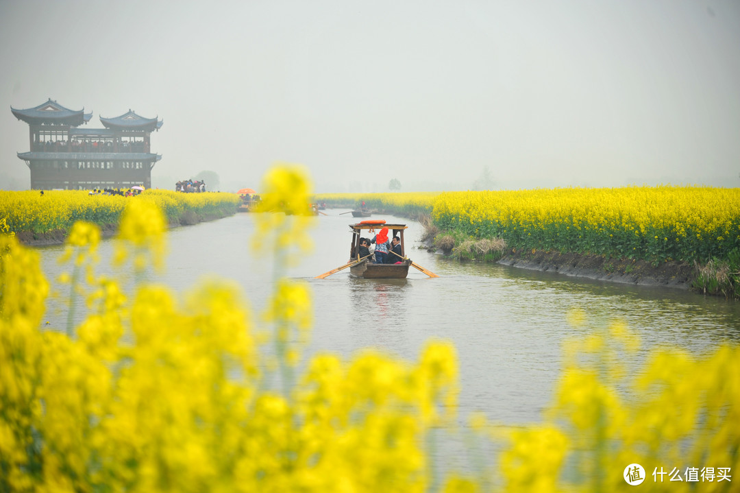 油菜花田（兴化）