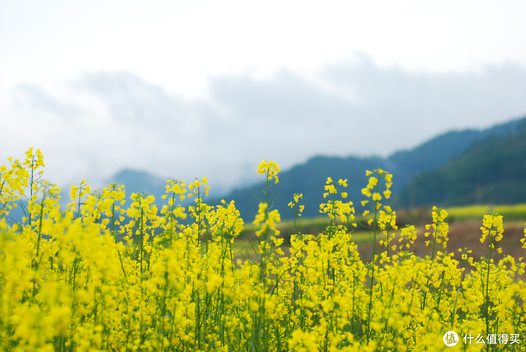 油菜花（婺源）