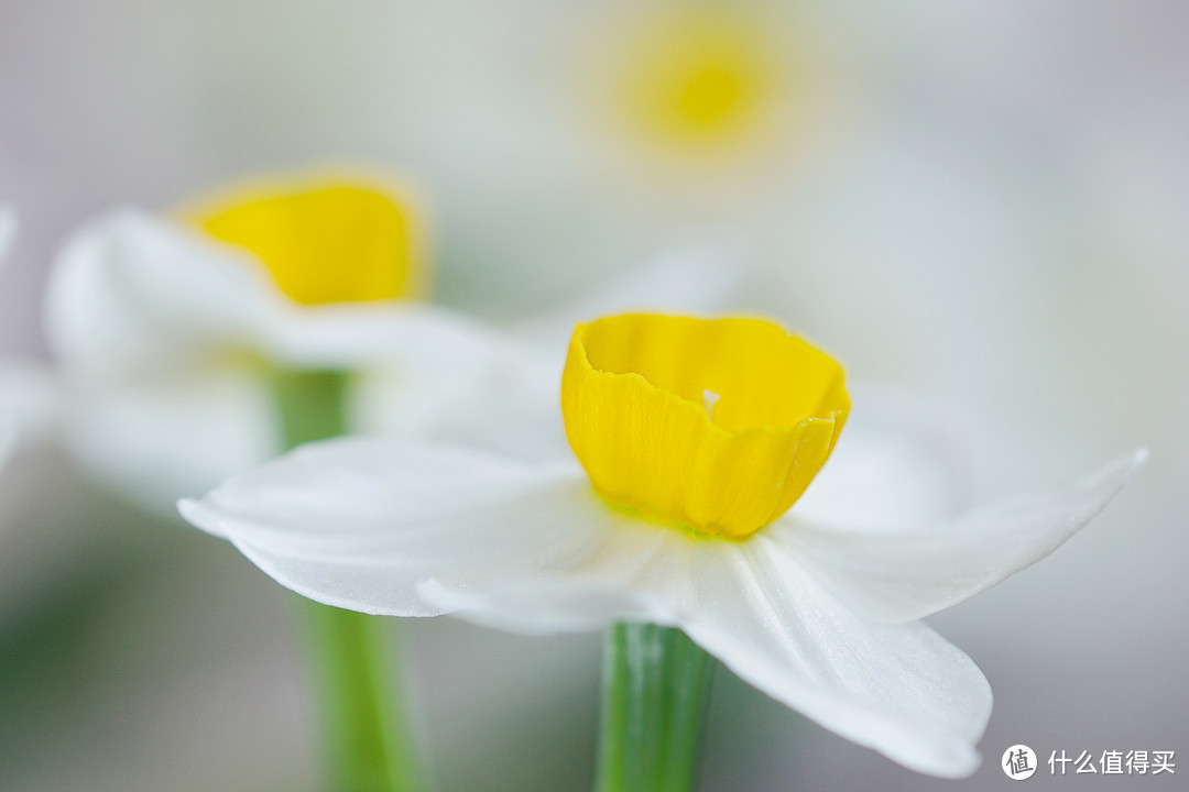 舞者（水仙花，家中）