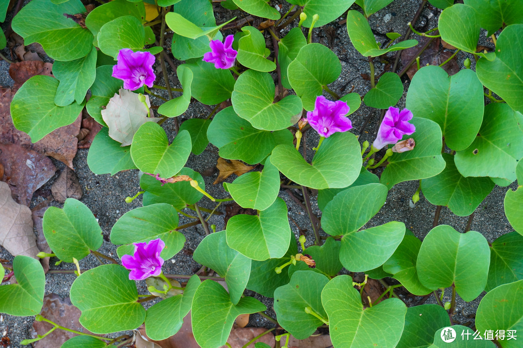 厚藤（巴厘岛库塔沙滩）