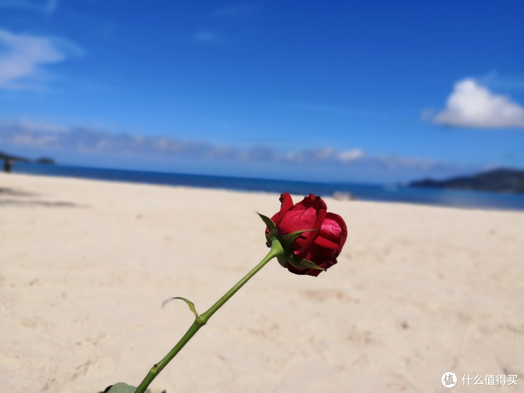 海边的玫瑰